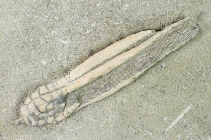 Fossil Crinoid (Scytalocrinus) - Crawfordsville, Indiana #148660